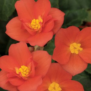 Begonia RiseUp Hot and Spicy