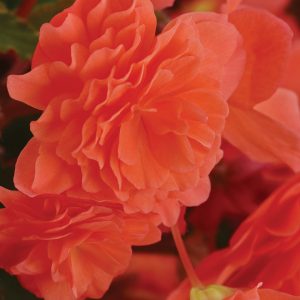 Begonia RiseUp Tangerine Xtreme