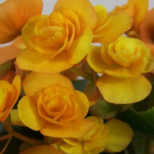 Begonie Catrin Rieger