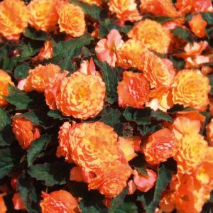 Begonie Peardrop Klunker Heidi Rieger