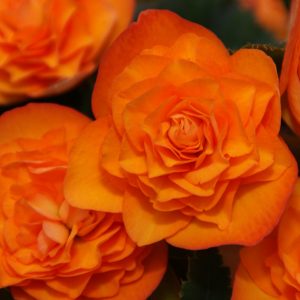 Begonien Orangedrops Rieger