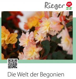 Begonien Prospekt