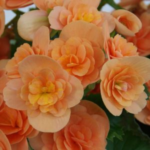 Begonien Rieger Celina