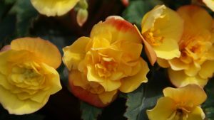 Begonien Rieger Goldfinch