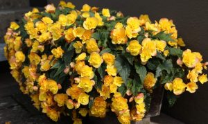 Begonien Rieger Goldfinch