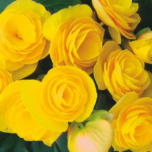 Begonien Rieger Helia Gelb