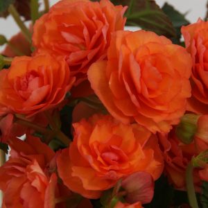 Begonien Rieger Helia Orange