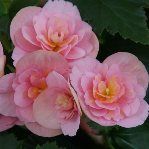 Begonien Rieger Maren Top