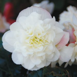 Begonien Rieger Matilda