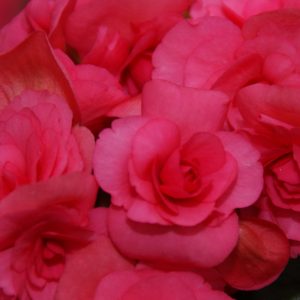 Begonien Rieger Picco