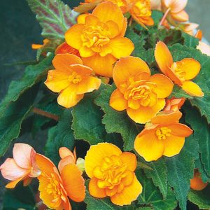 Begonien Rieger Richard Galle