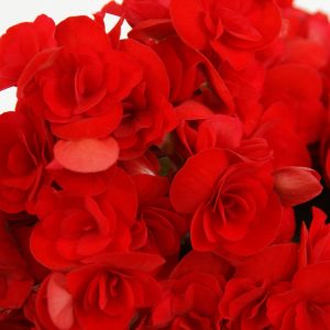 Begonien Rieger Robella