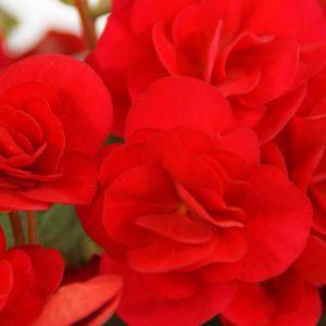 Begonien Rondo Rieger