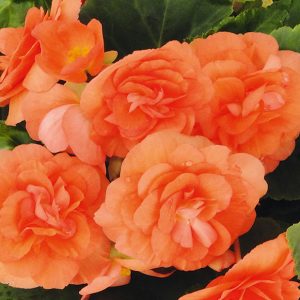 Farbe Orange Begonie