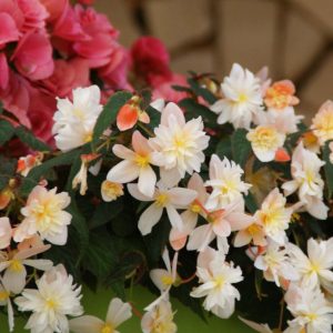 Gruppen Begonien Rieger