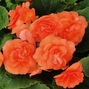 Linda Salmon Begonien Rieger