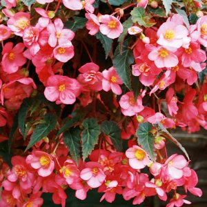 Lovebirds Begonien Rieger