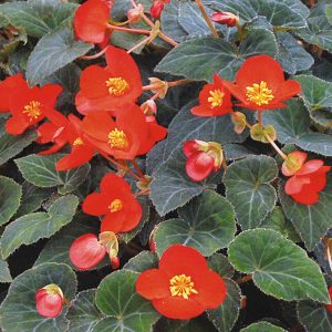 Multiflora Flamboyant Begonien Rieger