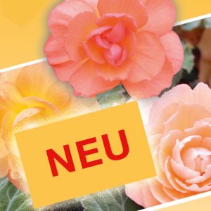 NEU im Sortiment Begonien Rieger