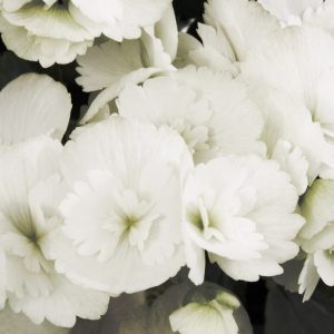 Ilona Clara Frisee Begonien Rieger