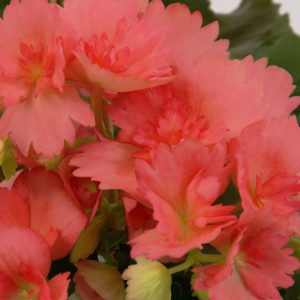 Ilona Netja Dark Frisee Begonien Rieger