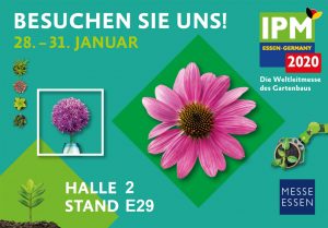 Messe Begonien Rieger