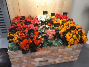 Messestand Begonien Rieger IPM