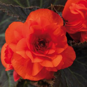 BegonieMahogany Orange