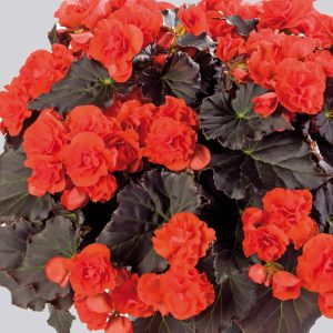 BegonieSolenia Orange