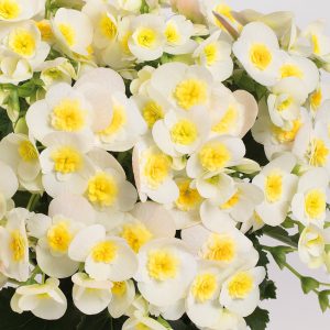 BegonieValentino white