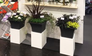 Messestand Begonien Rieger IPM