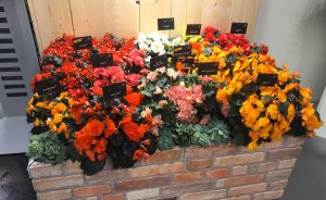 Messestand Begonien Rieger IPM