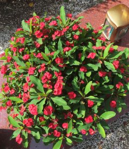 Hot Milii roteeuphorbia blume,anspruchslose,unempfindlichepflanzenfürdengarten,balkon