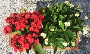 Hot Milii euphorbia weißeblumesonnig,PflanzenfürFriedhofsgärtner,friedhofsblumensommer,bienenfreundlichePflanzenfürtrockene,sonnigeStandorte