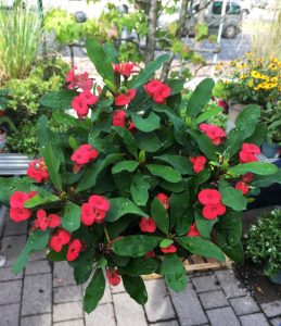 Der Christusdorn (Euphorbia milii)