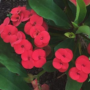 Hot Milii euphorbia RiegerPflanzenhandel,mitBlüteoderbewurzeltenStächlingen