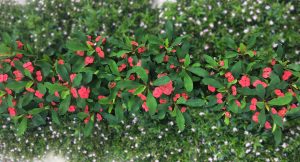 Hot Milii garten blume