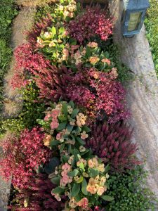 Hot Milii ideal für die Zwischenpflanzung, wenn das Grab schon schlecht aussieht aber es noch zu früh für eine komplette Herbstbepflanzung ist. Eine echte Alternative zu Cyclamen.