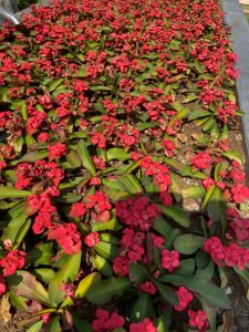 Blume Euphorbia kann viele Wochen ohne Wasser