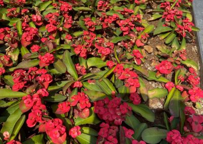 Blume Euphorbia kann viele Wochen ohne Wasser