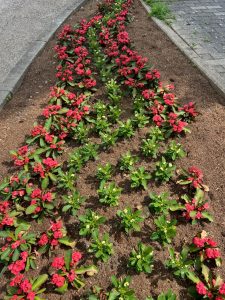 Blume Euphorbia kann viele Wochen ohne Gießen