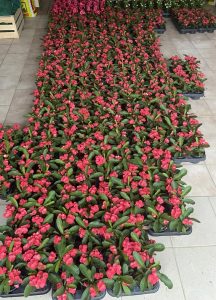 Hot-Milii-Rot-vor-der-Pflanzung