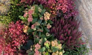 begonie-grabbepflanzung