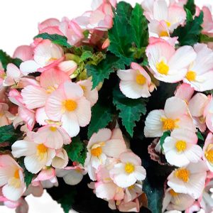 Begonie-Florencio-Appleblossom