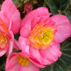 Begonie-Pink-Fizz-Rieger