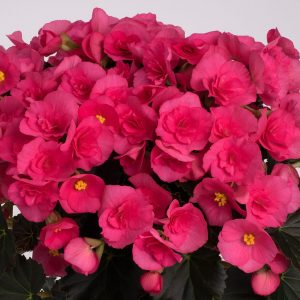 Begonie-Rieger-Adonia-Pink
