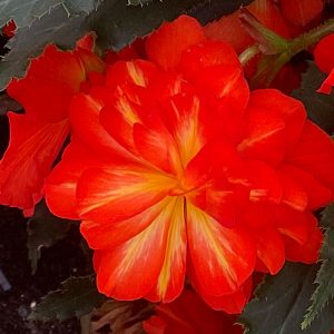 Begonie-Rieger-Harlequin