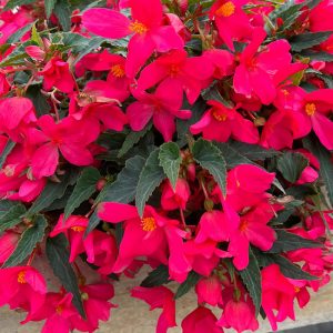 Begonie-Rieger-Shine-bright-dark-Pink