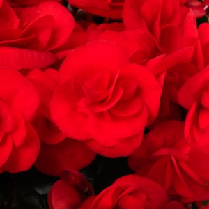 Begonie-Rieger-Sweeties-Red-Closeup