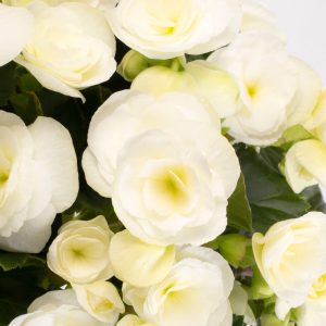 Begonie-Rieger-Sweeties-White-Closeup